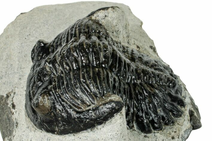 Bargain, Hollardops Trilobite - Orange Eyes #251030